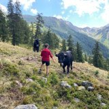 Le parrainage de vaches de la race d'Hérens fait un carton en Valais